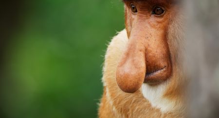 A male proboscis monkey flaunts his large nose. The noses of these males are used to amplify their calls in the vast forest. (Credit: National Geographic)