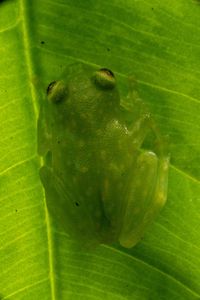 A glass frog perched on a leaf. (National Geographic/Matt Langbehn)