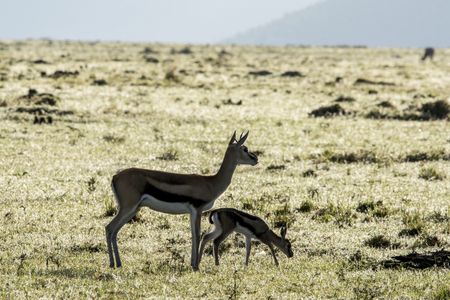 An adult Thomson gazelle watches over an infant grazing on the plains. (National Geographic/Ollie Velasco)