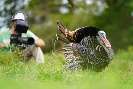 Crew film a large male turkey strutting across the landscape. (National Geographic/Sam Stewart)