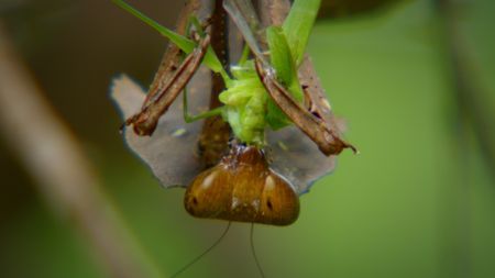 A dead leaf mantis captures a katydid. (Credit: Content Mint)