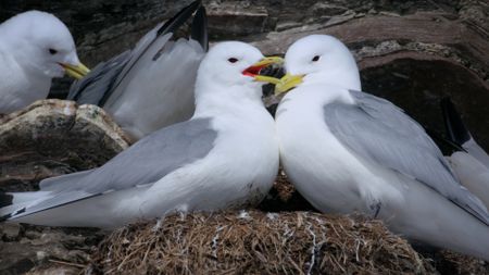 Kittiwakes sit together on a nest. (Credit: Content Mint)