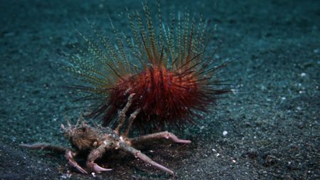 A sea urchin and a crab in Lembeh Strait, Indonesia. (Credit: Content Mint)
