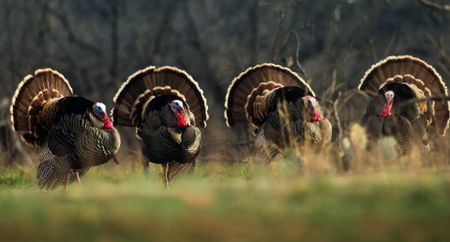 A group of bachelor turkeys are looking for females but only one of them will get to mate. (Credit: National Geographic)