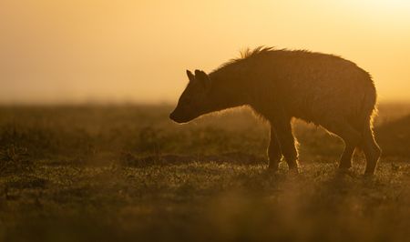 A young hyena looks across Ngorongoro crater.   (National Geographic/John Shier)