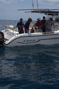 Erin Spencer, Dr. Maurits van Zinnicq Bergmann, Anthony Mackie, and Dr. Yannis Papastamatiou pull in an adult female Bull Shark by hand. (National Geographic/Lisa Tanner)