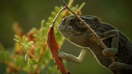 A chameleon rests on a branch. (Credit: Content Mint)