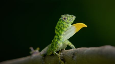 A close-up of a draco lizard. (Credit: Content Mint)