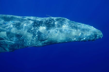 In its last moments, an entangled humpback whale rests below the surface. (National Geographic for Disney/Kim Jeffries)