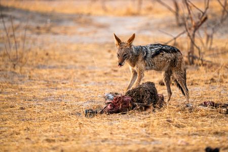 Black-backed jackals often scavenge to source meat. (National Geographic/Troy Reid)