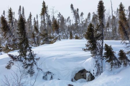 A young polar bear cub peeks out of their den as its mom and sibling rest. (National Geographic for Disney/Henry Anderson-Elliott)