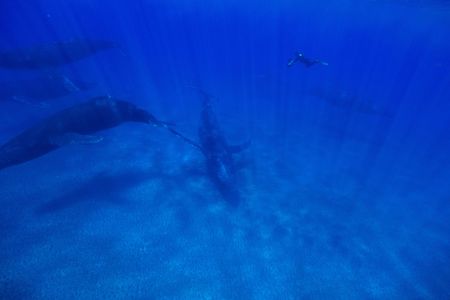 Director of Photography Didier Noirot free dives to film a humpback whale competition pod known as a "heat run." (National Geographic for Disney/Kim Jeffries)