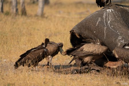 A flock of vultures have their heads submerged into the rear of a dead elephant.  (National Geographic/Karl Davies)