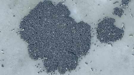 An aerial view of the penguin huddle.   (credit: National Geographic)