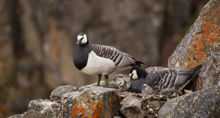 A newly hatched barnacle goose chick emerges from the nest with its parents watching on. (National Geographic)