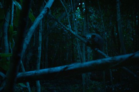An aye-aye in the forest of Madagascar at night. (National Geographic/George Woodcock)