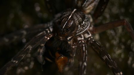 A close-up of a giant water spider. (Credit: Content Mint)