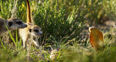 Two young meerkats encounter a deadly cobra. (National Geographic)