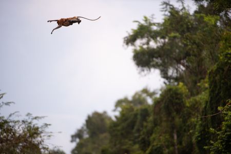 A proboscis monkey leaps from the trees into the waters of the Kinabatangan River. (National Geographic/Jason Isley)