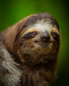 A portrait of a brown-throated three-toed sloth climbing down a tree to defecate whilst looking out for danger. (National Geographic/Doug Parker)