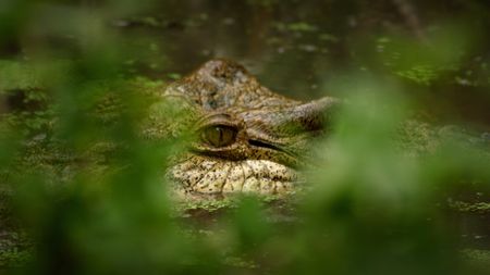 The eye of a saltwater crocodile in the water. (Credit: Content Mint)