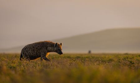 A female spotted hyena walks across the crater floor of Ngorongoro crater. (National Geographic/John Shier)