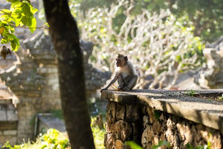 Long-tailed macaques live among humans in the grounds of Uluwatu Temple in Bali. They sometimes snatch glasses from tourists in order to barter them back for food. (National Geographic/Laura Pennafort)