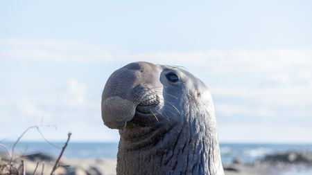 A sneaker male elephant seal scopes out the lay of the land. (National Geographic/George Cawdron)
