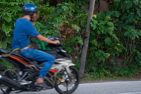 A langur clings to a lamppost while waiting to cross the road. Many langurs are killed on Malaysia's roads. (National Geographic/Karl Davies)