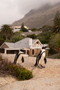 Two African penguins on the beach, with houses in the background.  (credit: National Geographic/Andres Cardona Cruz)