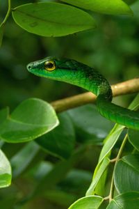 A Parrot snake on a tree. (National Geographic/Matt Langbehn)