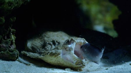 A Tasselled Wobbegong feeding on fish. (Credit: Biopixel)
