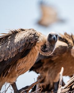 A vulture perches on a tree branch scanning for scavenging opportunities. (National Geographic/Karl Davies)