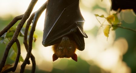 A fruit bat hangs in the canopy. (Credit: National Geographic)