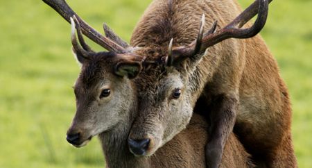 After attracting a female with his unique scent, the male red deer mounts her to mate.(National Geographic)