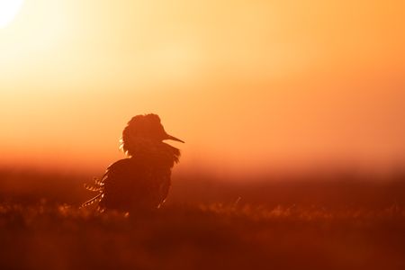 A male independent ruff in breeding plumage waits patiently at sunrise for the arrival of females on the lek. (National Geographic/Eleanor Paish)