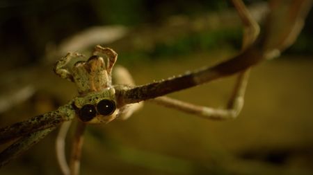 A netcasting spider on a branch in Queensland, Australia. (Credit: Biopixel)