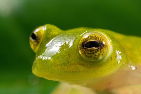 A glass frog. (National Geographic/Matt Langbehn)