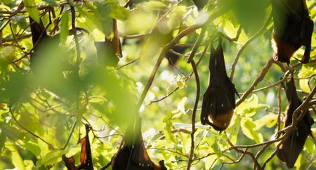 Fruit bats gather in large groups during the day to roost. (Credit: National Geographic)