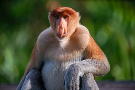 A male proboscis monkey reclines as he looks on.  (National Geographic/Jason Isley)