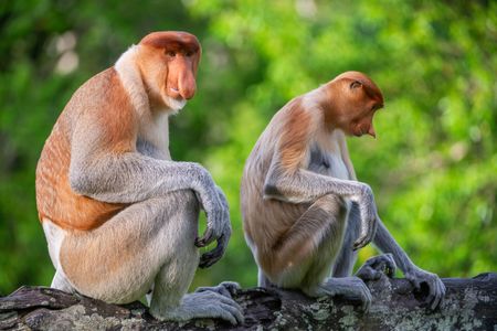A male and female proboscis monkey sit on a branch in Sabah on the island of Borneo. (National Geographic/Jason Isley)