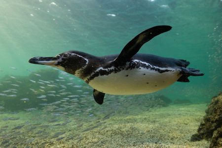 An adult Galapagos penguin swimming underwater against the backdrop of a shoal of fish.(credit: National Geographic/Bertie Gregory)