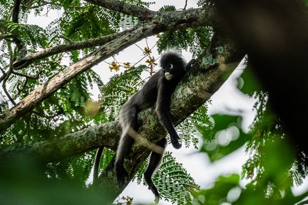 A dusky langur lounges in the trees. (National Geographic/Karl Davies)