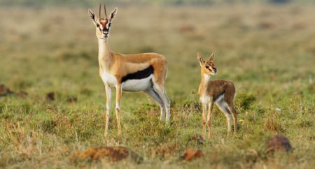 A female Thomson's gazelle and her calf look across the plains after surviving a jackal attack. (National Geographic)