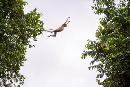 A proboscis monkey jumps from the trees into the Kinabatangan River below. (National Geographic/Jason Isley)
