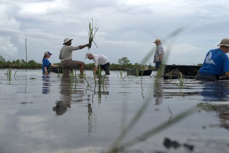 Anthony Mackie holds stems aloft as he works alongside volunteers from the Coalition to Restore Coastal Louisiana to plant sea grass to restore the eroding banks. From L-R: Fiona Lightbody, Anthony Mackie, Brandon Champagne, Bren Haase, Clay Cavignac. (National Geographic/Brian Roedel)