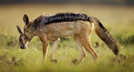 A jackal carries off the head of a young gazelle in its mouth. (National Geographic)
