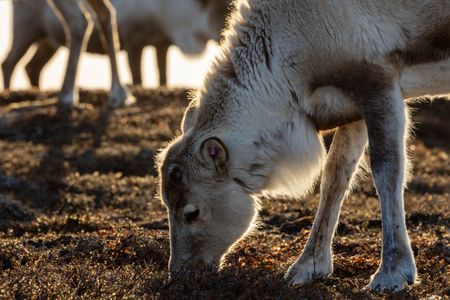 A reindeer with no antlers grazes on grass. (National Geographic for Disney/Holly Harrison)