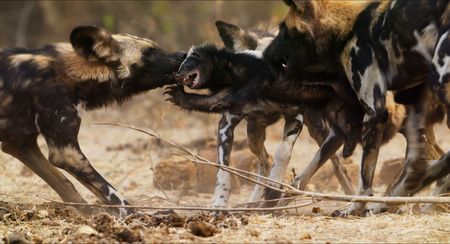 A pack of African hunting dogs attacks a honey badger. (National Geographic/Tom Walker)