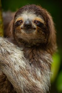 A portrait of a brown-throated three-toed sloth climbing down a tree to defecate whilst looking out for danger. (National Geographic/Doug Parker)
